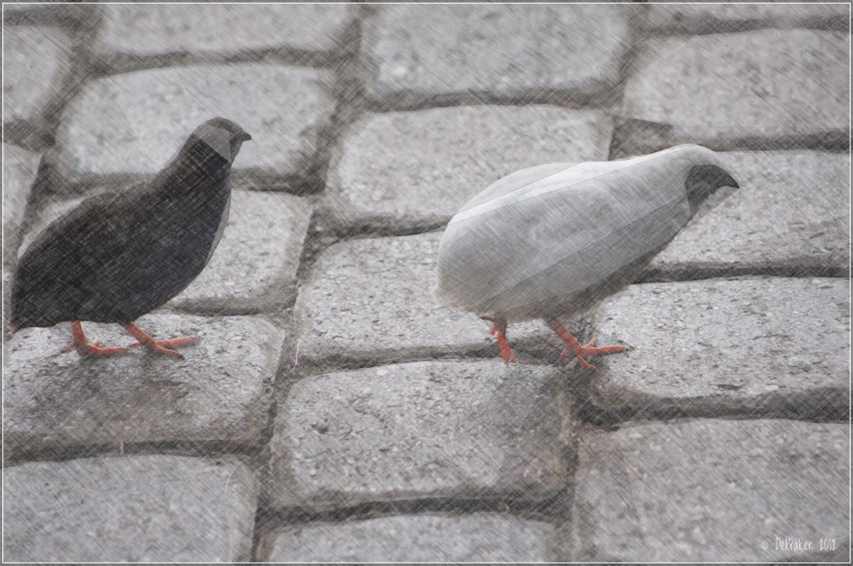 Remember Lot’s Wife